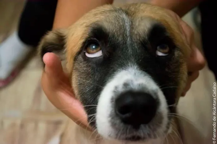 Cachorro ra a Mistura (poodle+pit bull) idade 5 anos nome Kenai