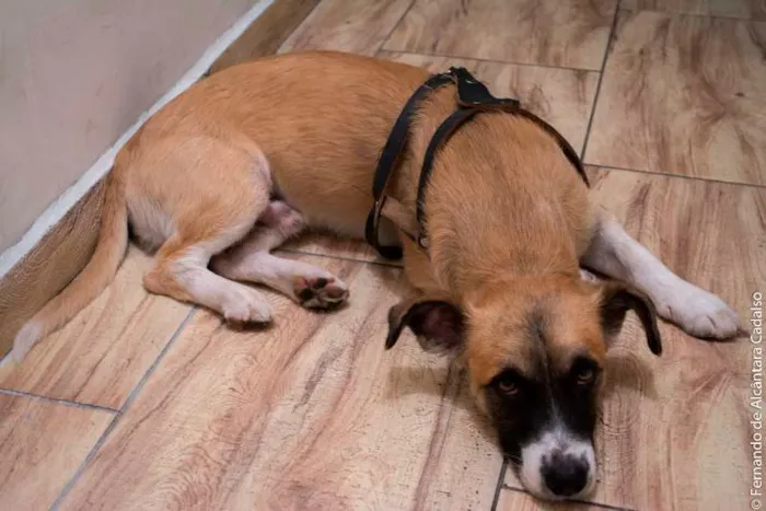Cachorro ra a Mistura (poodle+pit bull) idade 5 anos nome Kenai