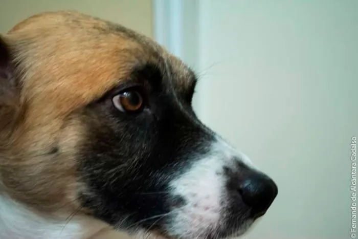 Cachorro ra a Mistura (poodle+pit bull) idade 5 anos nome Kenai