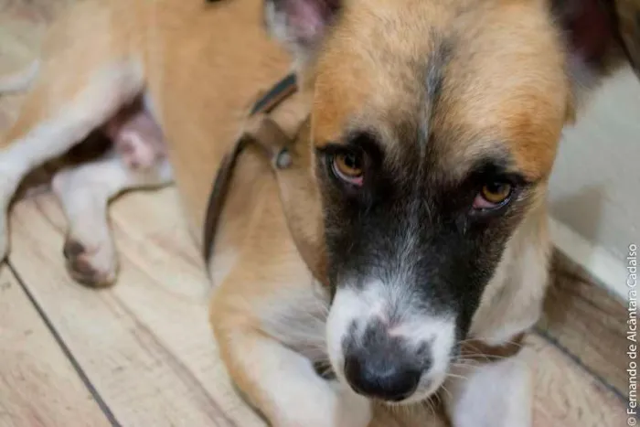 Cachorro ra a Mistura (poodle+pit bull) idade 5 anos nome Kenai