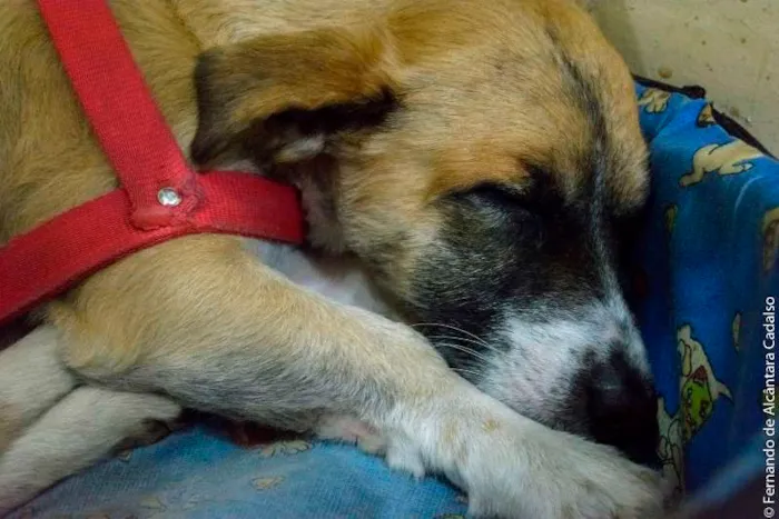 Cachorro ra a Mistura (poodle+pit bull) idade 5 anos nome Kenai