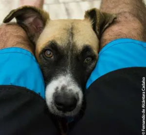 Cachorro raça Mistura (poodle+pit bull) idade 5 anos nome Kenai