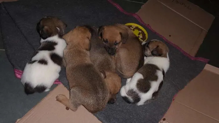 Cachorro ra a SRD idade Abaixo de 2 meses nome Pessoal