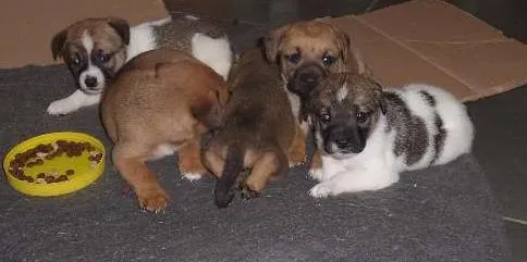Cachorro ra a SRD idade Abaixo de 2 meses nome Pessoal
