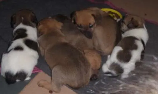 Cachorro ra a SRD idade Abaixo de 2 meses nome Pessoal