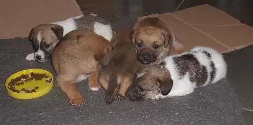 Cachorro ra a SRD idade Abaixo de 2 meses nome Pessoal
