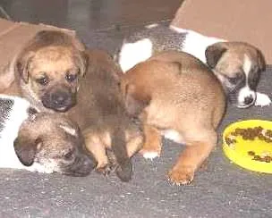 Cachorro ra a SRD idade Abaixo de 2 meses nome Pessoal