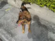 meg