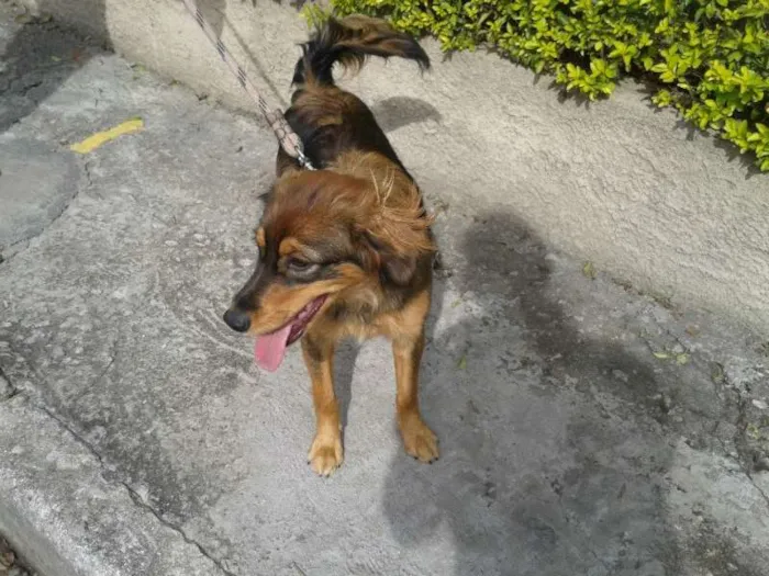 Cachorro ra a raça não definida idade 7 a 11 meses nome meg