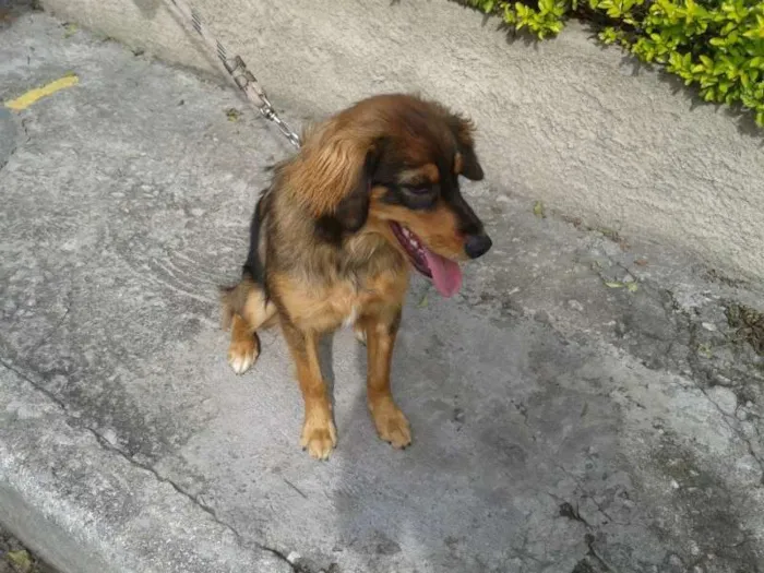 Cachorro ra a raça não definida idade 7 a 11 meses nome meg