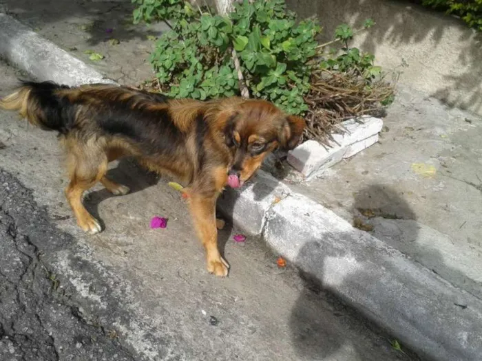 Cachorro ra a raça não definida idade 7 a 11 meses nome meg