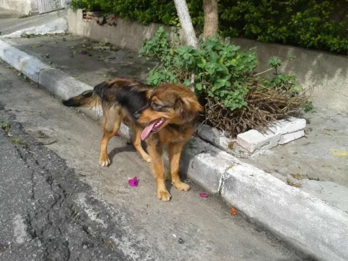 Cachorro ra a raça não definida idade 7 a 11 meses nome meg