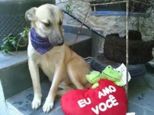 Cachorro raça sem raça definida idade 7 a 11 meses nome hachi