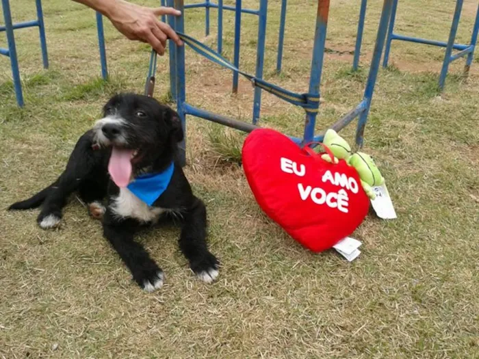 Cachorro ra a não definida idade 7 a 11 meses nome heroi