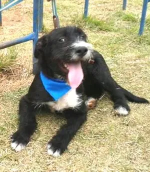 Cachorro raça não definida idade 7 a 11 meses nome heroi