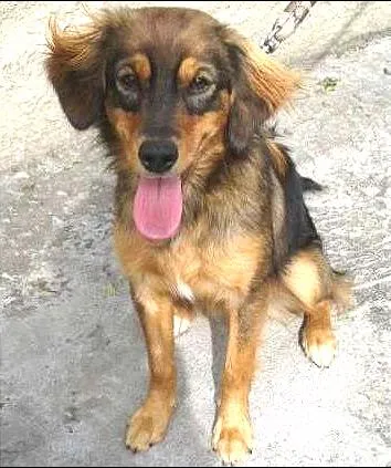 Cachorro ra a raça não definida idade 7 a 11 meses nome meg