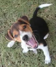 Abu