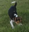 Abu