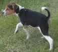 Abu