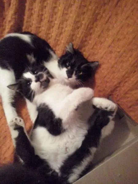 Gato ra a  idade 7 a 11 meses nome banguela
