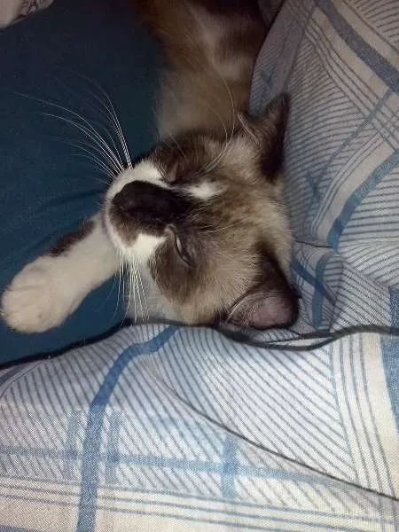 Gato ra a  idade 7 a 11 meses nome banguela