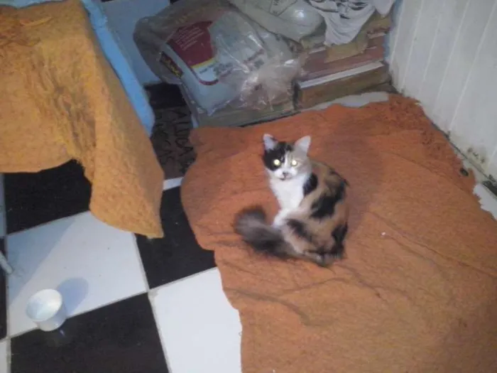 Gato ra a  idade 7 a 11 meses nome banguela