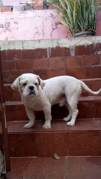 Cachorro ra a SRD idade 4 anos nome Léo