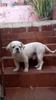 Léo