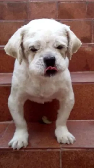 Cachorro raça SRD idade 4 anos nome Léo