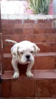 Léo