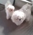 Léo