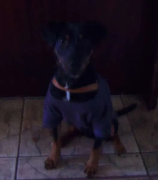 Cachorro ra a SRD idade 2 a 6 meses nome Luck