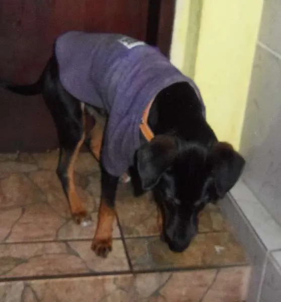 Cachorro ra a SRD idade 2 a 6 meses nome Luck