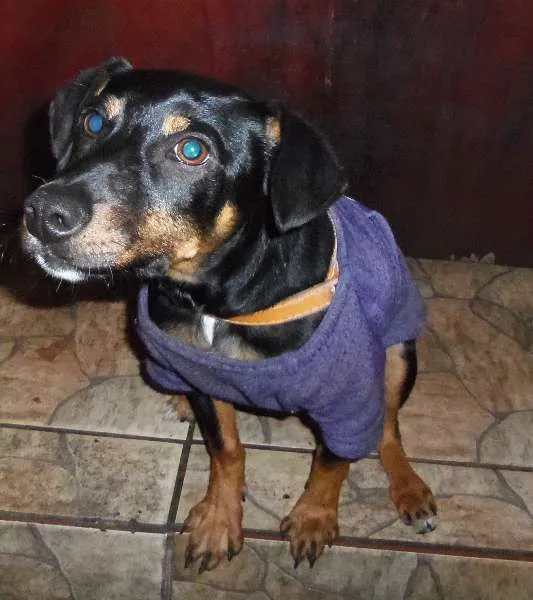 Cachorro ra a SRD idade 2 a 6 meses nome Luck