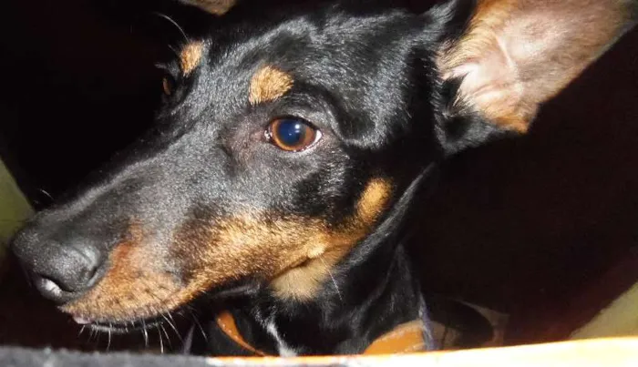 Cachorro ra a SRD idade 2 a 6 meses nome Luck