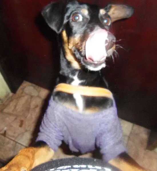 Cachorro ra a SRD idade 2 a 6 meses nome Luck