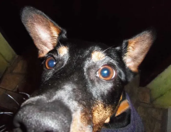 Cachorro ra a SRD idade 2 a 6 meses nome Luck
