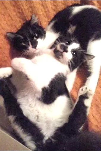 Gato ra a  idade 7 a 11 meses nome banguela