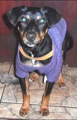 Cachorro ra a SRD idade 2 a 6 meses nome Luck