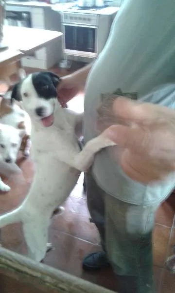 Cachorro ra a SRD idade 1 ano nome Tob