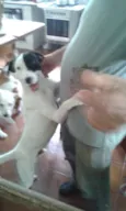 Tob