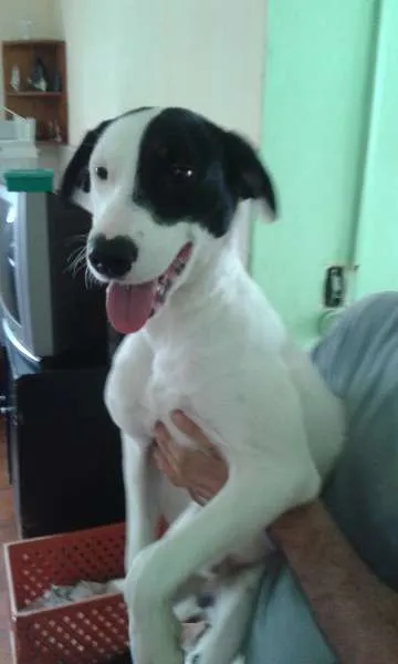 Cachorro ra a SRD idade 1 ano nome Tob