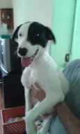 Tob