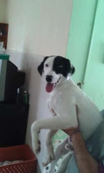 Cachorro ra a SRD idade 1 ano nome Tob