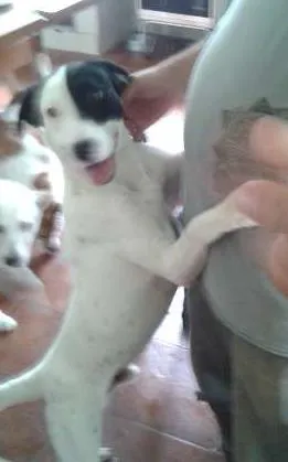 Cachorro ra a SRD idade 1 ano nome Tob
