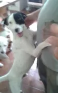 Tob