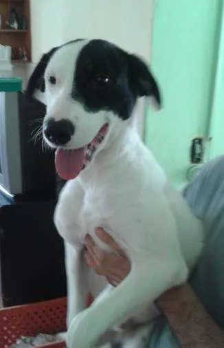 Cachorro ra a SRD idade 1 ano nome Tob