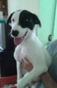 Tob