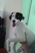 Tob