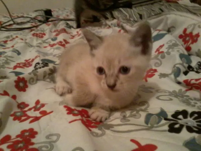 Gato ra a  idade Abaixo de 2 meses nome Sem nome